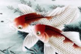 【已售】董書林四尺工筆水草鯉魚圖《迎波逐浪躍龍門》