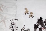 【已售】李勝春三尺梅花國畫品茶圖《心清可品茶》