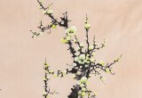 安徽美協何華賢 四尺斗方 梅花圖《報春》